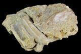 Fossil Crocodile Dentary (Lower Jaw) Bone - Aguja Formation, Texas #116656-2
